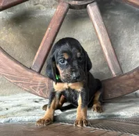 Steel, a male Bloodhound for sale in Point, TX – Photo 1 of 5