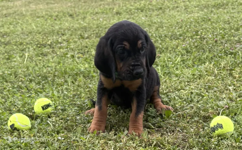 Steel – Bloodhound puppy for sale in Point, TX