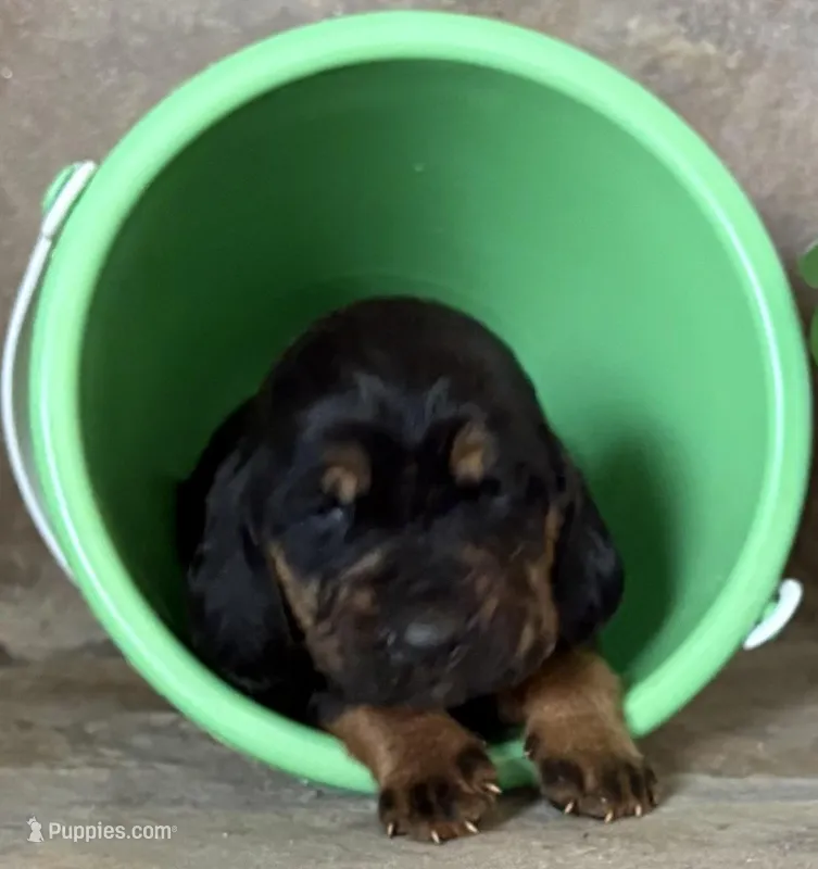 Steel – Bloodhound puppy for sale in Point, TX