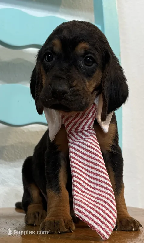 Steel – Bloodhound puppy for sale in Point, TX