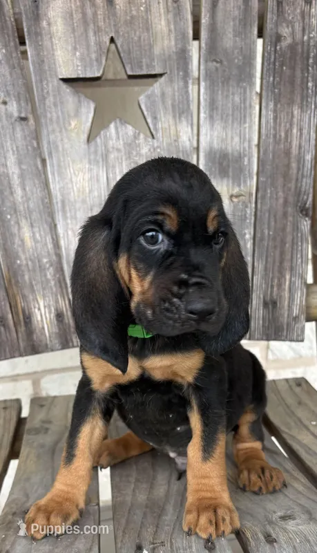 Steel – Bloodhound puppy for sale in Point, TX