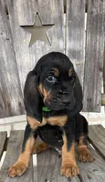 Steel, a male Bloodhound for sale in Point, TX – Photo 1 of 8