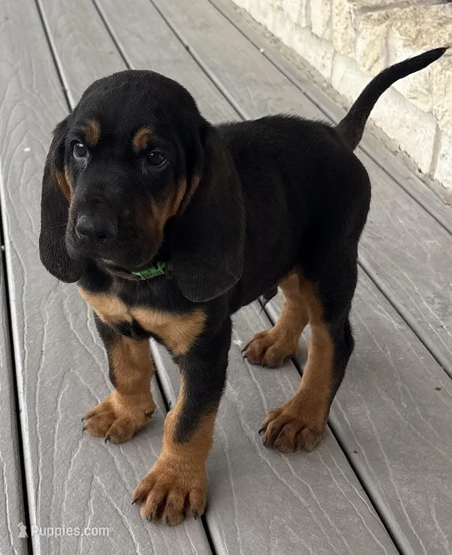 Steel – Bloodhound puppy for sale in Point, TX