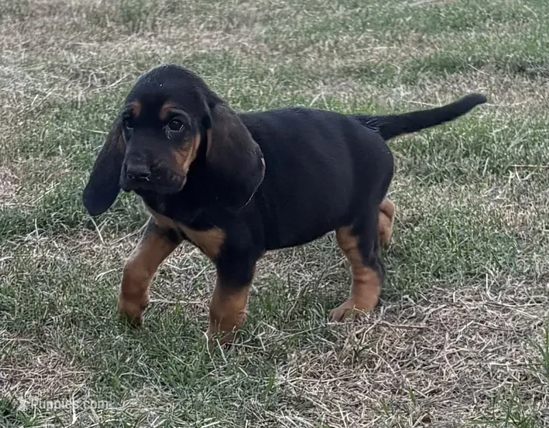 Shadow – Bloodhound puppy for sale in Point, TX