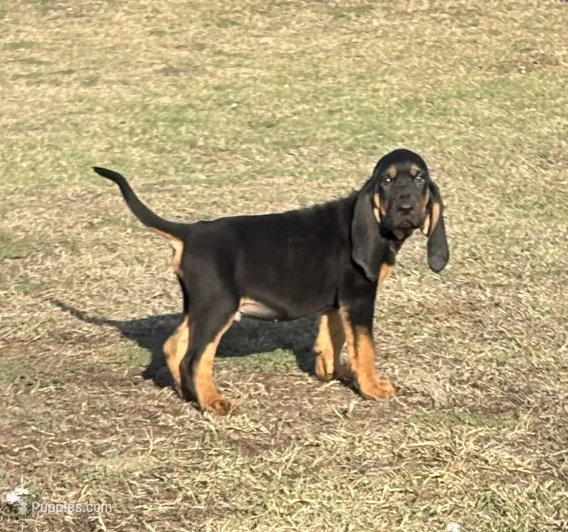 Frankie – Bloodhound puppy for sale in Point, TX