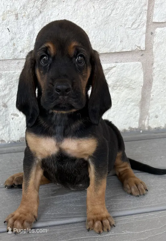 Nutmeg – Bloodhound puppy for sale in Point, TX