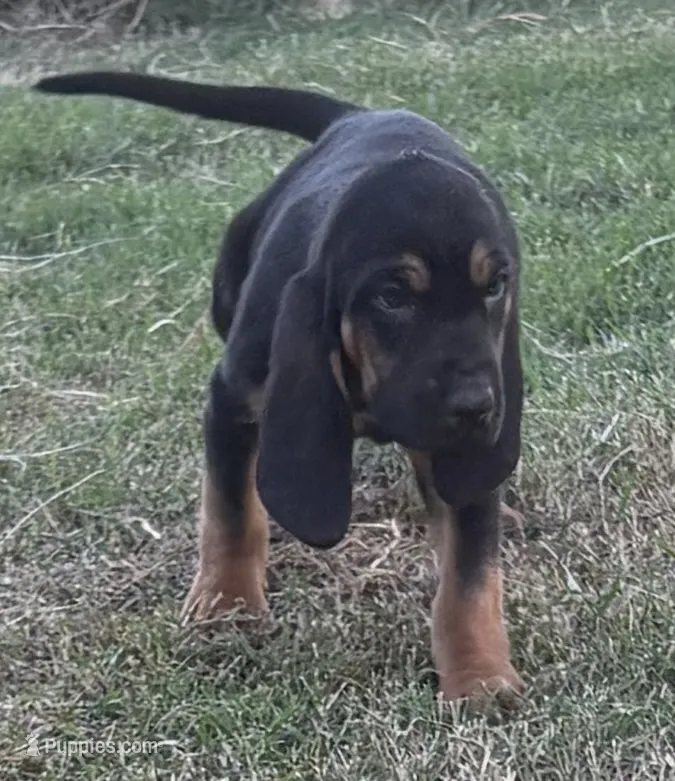 Frankie – Bloodhound puppy for sale in Point, TX