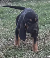 Frankie, a male Bloodhound for sale in Point, TX – 1 of 8