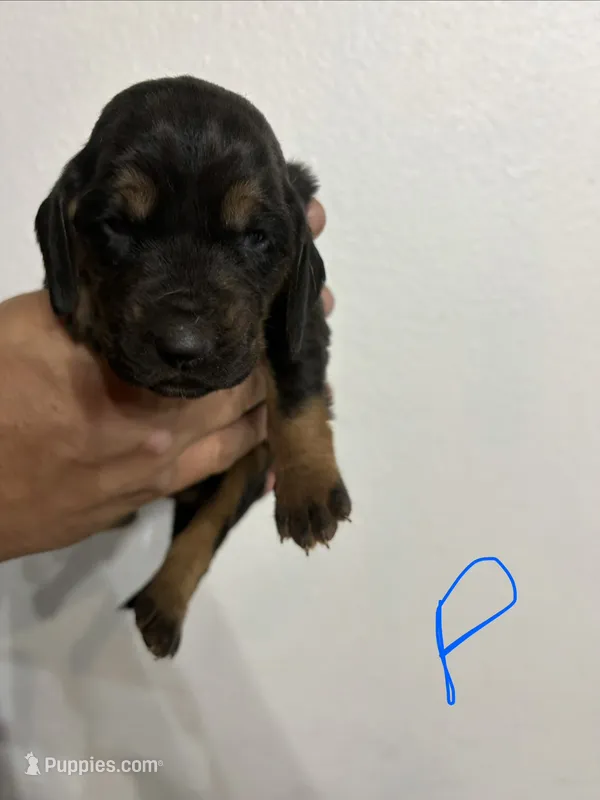 Phantom – Bloodhound puppy for sale in Point, TX