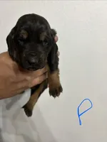 Phantom, a male Bloodhound for sale in Point, TX – 1 of 2