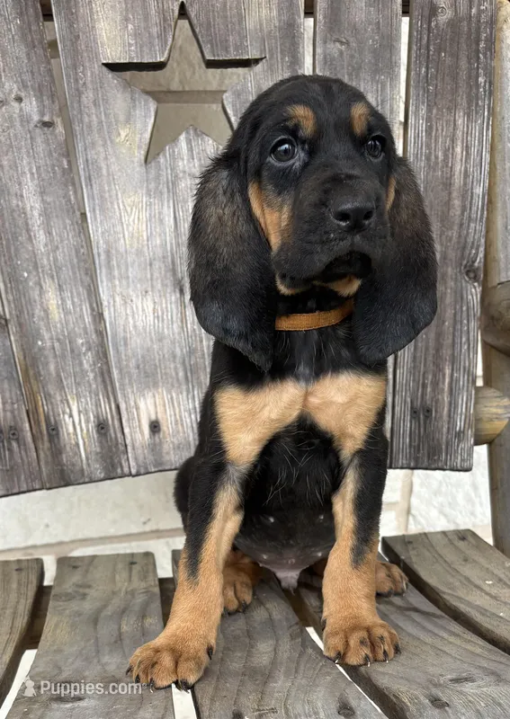 Chief – Bloodhound puppy for sale in Point, TX