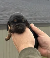 Chief, a male Bloodhound for sale in Point, TX – Photo 5 of 5