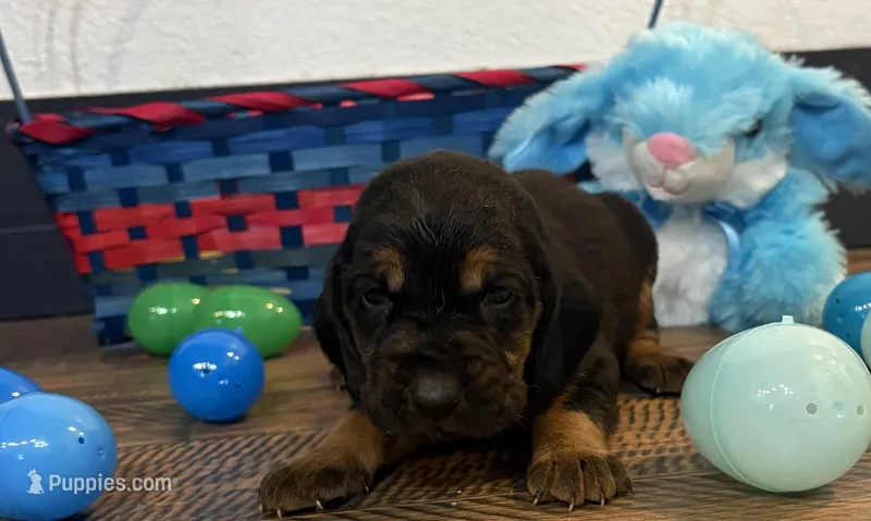 Chief – Bloodhound puppy for sale in Point, TX