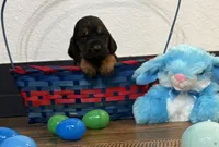 Chief, a male Bloodhound for sale in Point, TX – Photo 3 of 5