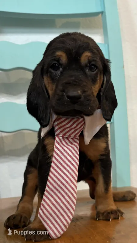 Chief – Bloodhound puppy for sale in Point, TX