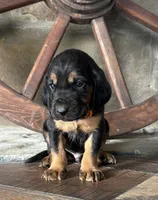 Chief, a male Bloodhound for sale in Point, TX – Photo 1 of 5