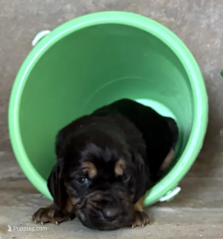 Chief – Bloodhound puppy for sale in Point, TX