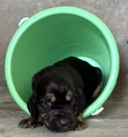 Chief, a male Bloodhound for sale in Point, TX – Photo 4 of 5