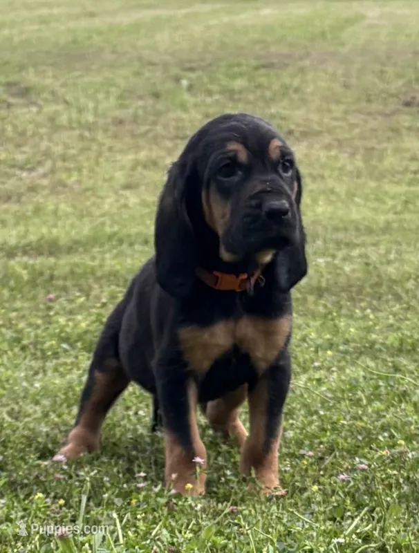 Chief – Bloodhound puppy for sale in Point, TX