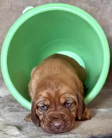 Cherry, a female Bloodhound for sale in Point, TX – Photo 3 of 4