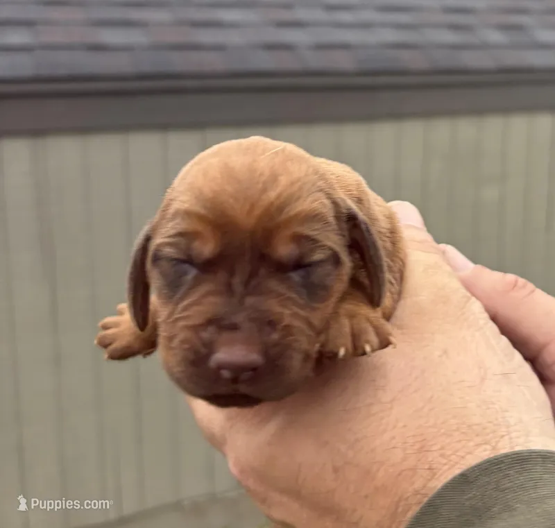 Cherry – Bloodhound puppy for sale in Point, TX