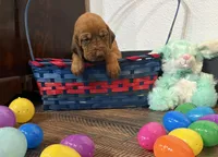 Cherry, a female Bloodhound for sale in Point, TX – Photo 2 of 4