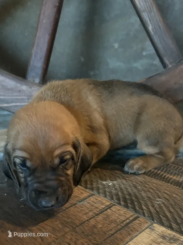 Jack – Bloodhound puppy for sale in Point, TX