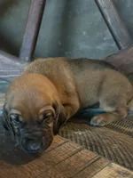 Jack, a male Bloodhound for sale in Point, TX – 6 of 8