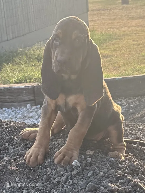 Ginger – Bloodhound puppy for sale in Point, TX