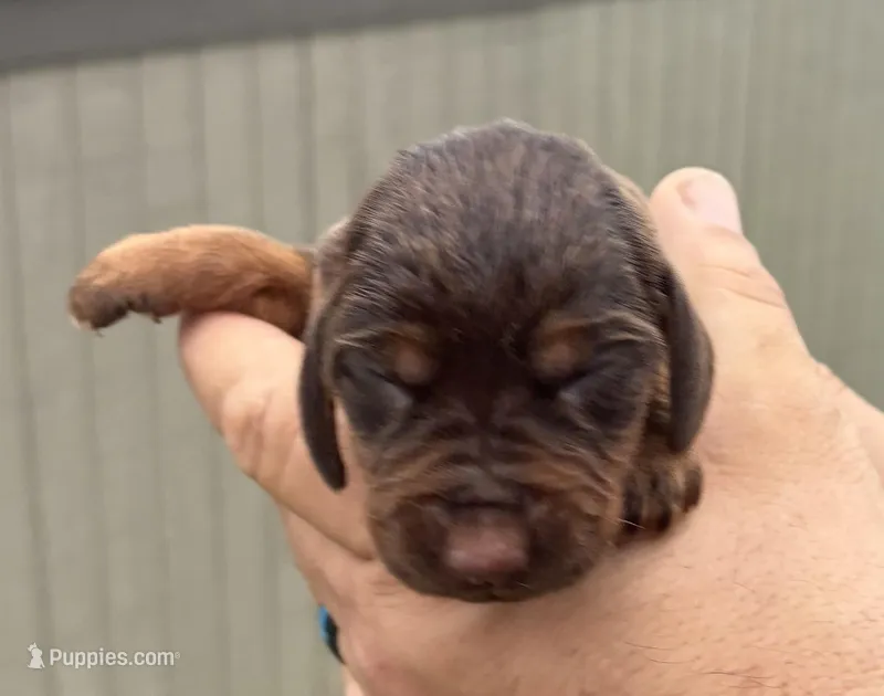 Kiwi – Bloodhound puppy for sale in Point, TX