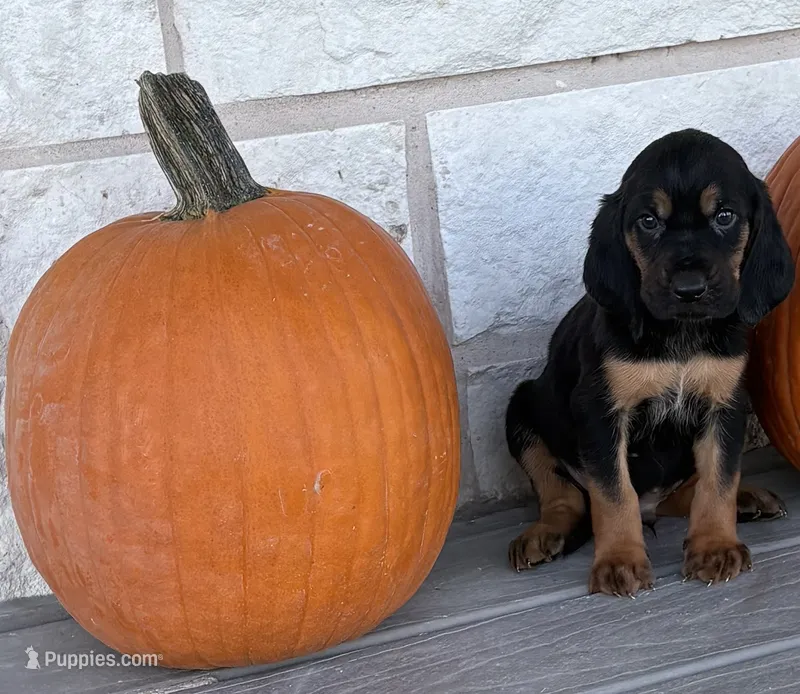 Frankie – Bloodhound puppy for sale in Point, TX