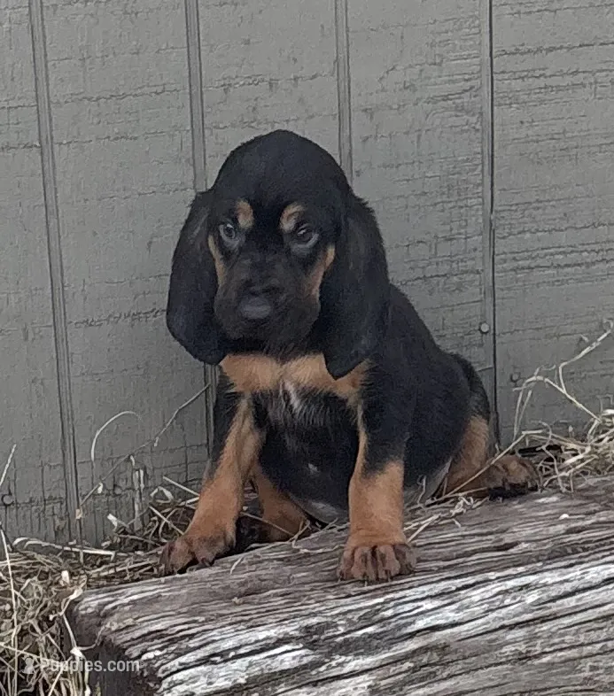 Frankie – Bloodhound puppy for sale in Point, TX