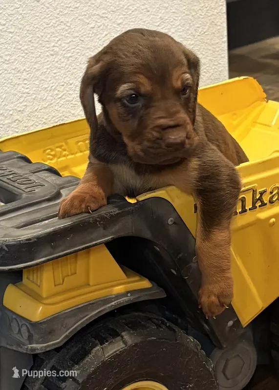 Boo – Bloodhound puppy for sale in Point, TX