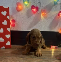 Oakley, a male Bloodhound for sale in Point, TX – Photo 1 of 3