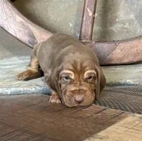 Oakley, a male Bloodhound for sale in Point, TX – Photo 2 of 3