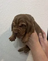 Oakley, a male Bloodhound for sale in Point, TX – Photo 3 of 3