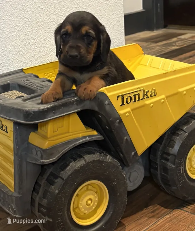 Shadow – Bloodhound puppy for sale in Point, TX