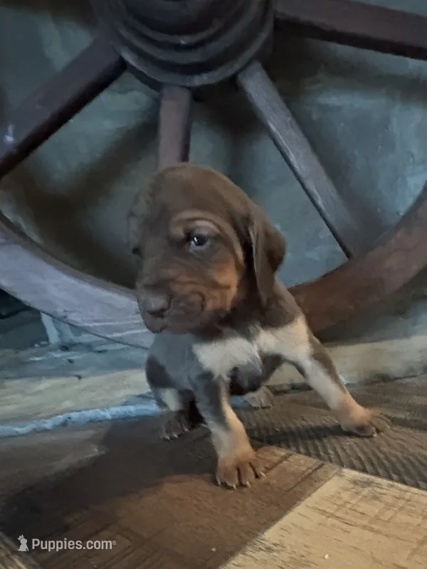 Boo – Bloodhound puppy for sale in Point, TX
