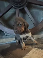 Boo, a female Bloodhound for sale in Point, TX – 7 of 9
