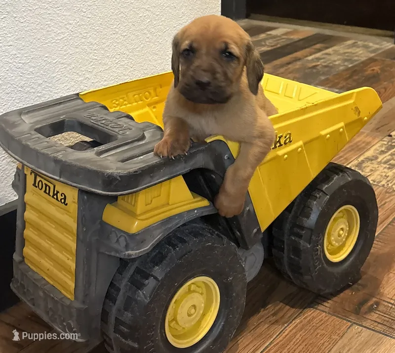 Casper – Bloodhound puppy for sale in Point, TX