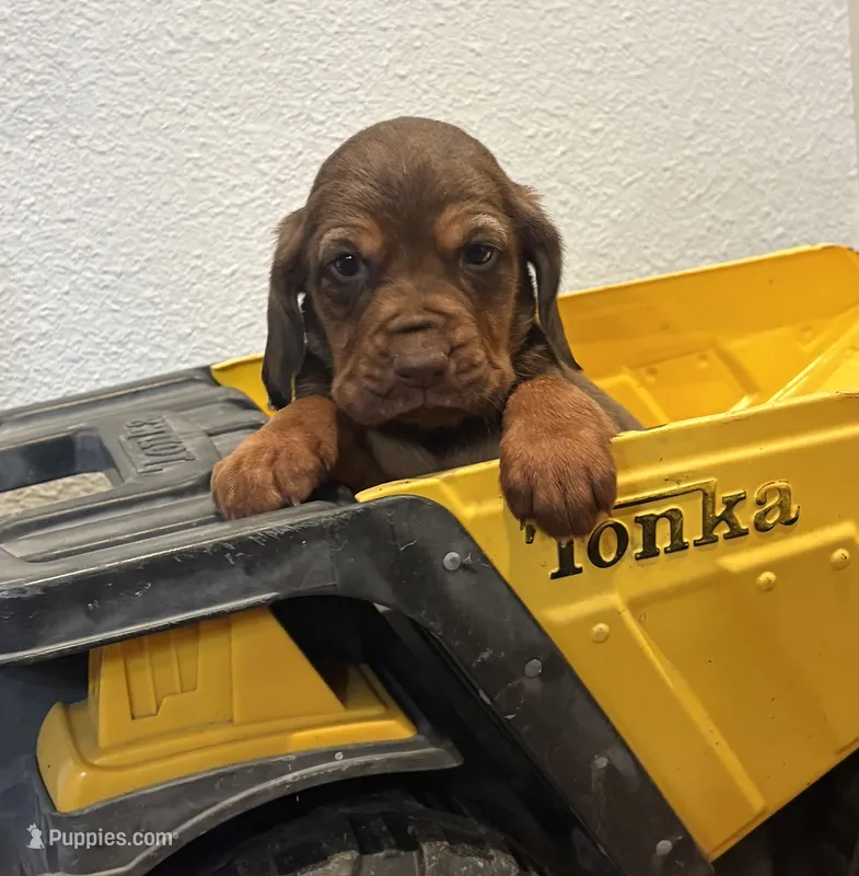 Trick – Bloodhound puppy for sale in Point, TX