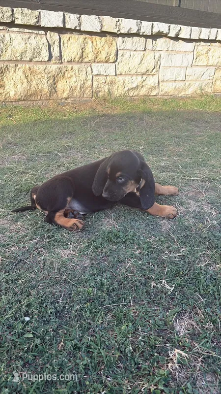 Phantom – Bloodhound puppy for sale in Point, TX