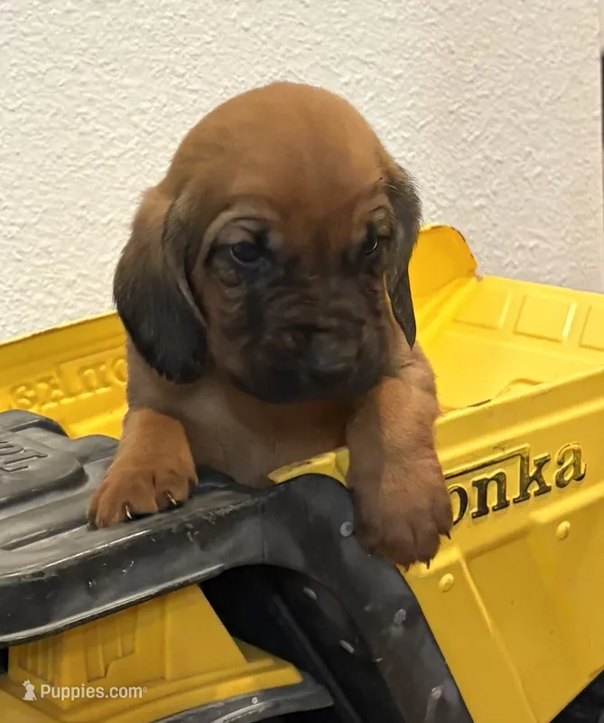 Jack – Bloodhound puppy for sale in Point, TX