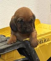 Jack, a male Bloodhound for sale in Point, TX – 5 of 8