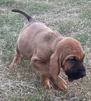 Jack, a male Bloodhound for sale in Point, TX – 2 of 8