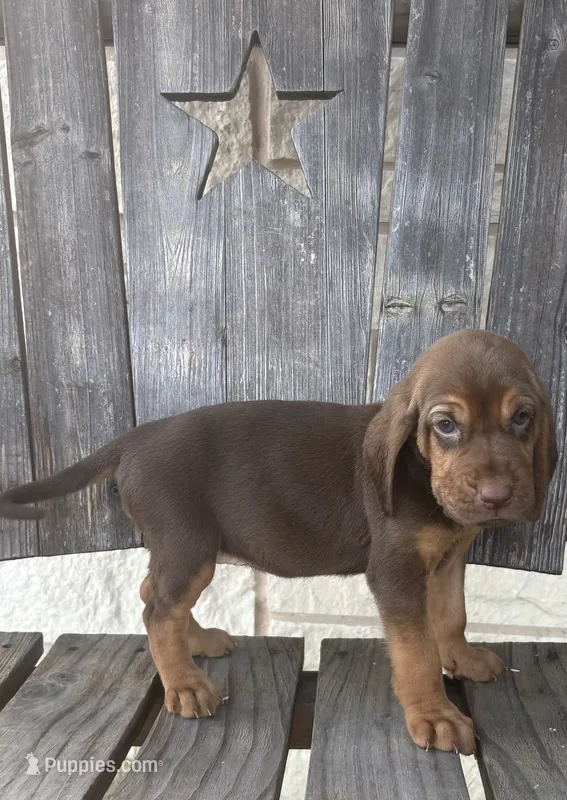 Pumpkin – Bloodhound puppy for sale in Point, TX