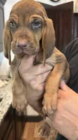 Aspen, a male Bloodhound for sale in Point, TX – 1 of 5