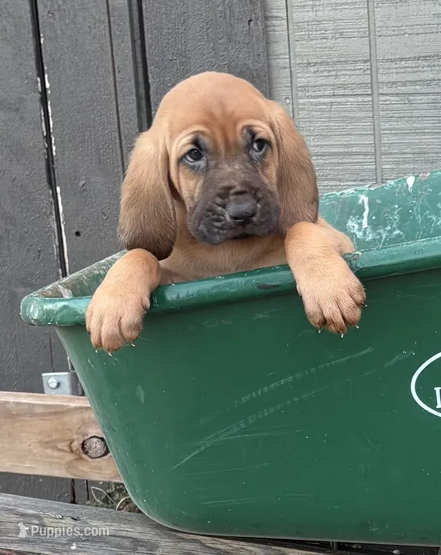 Casper – Bloodhound puppy for sale in Point, TX