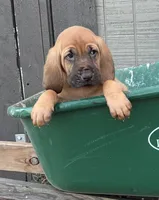 Casper, a male Bloodhound for sale in Point, TX – 2 of 7