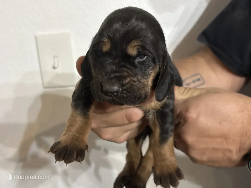 Frankie – Bloodhound puppy for sale in Point, TX
